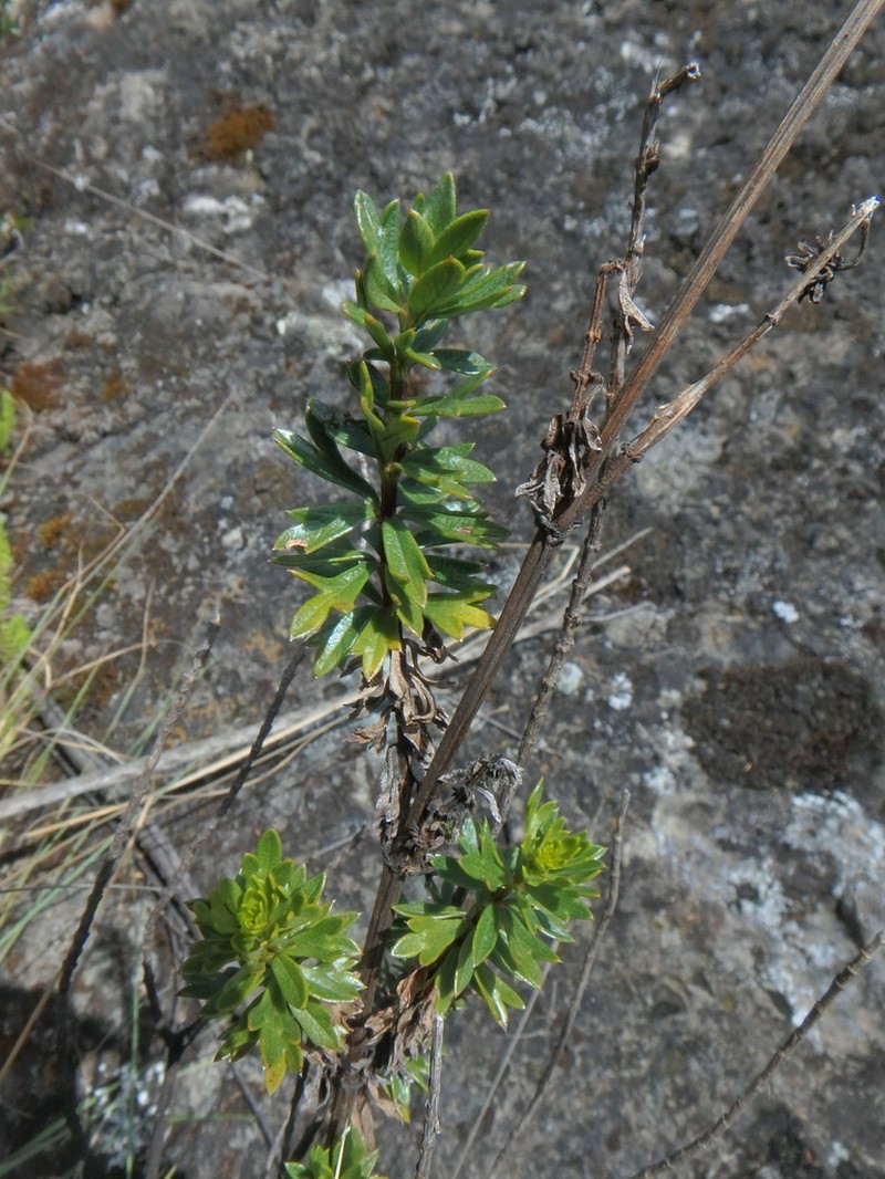 Bidens elgonensis photo 6