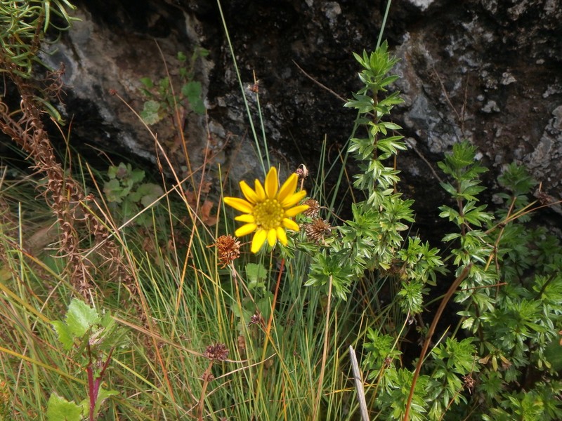 Bidens elgonensis photo 7