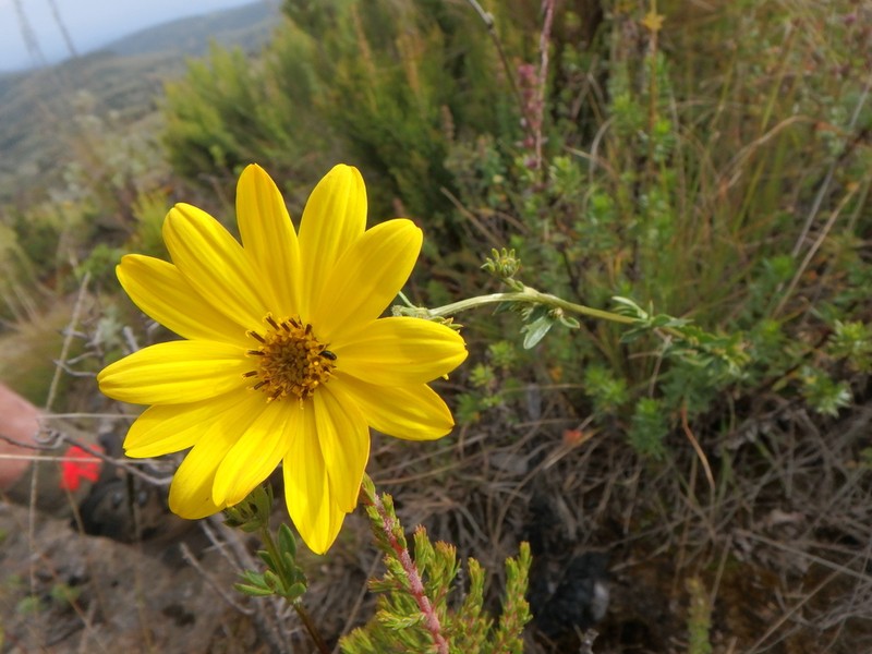 Bidens elgonensis photo 8