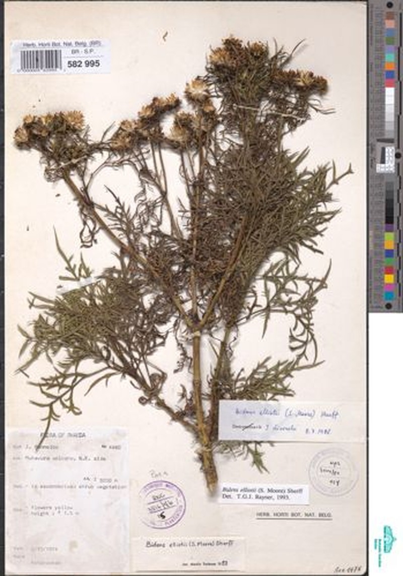 Bidens elliotii