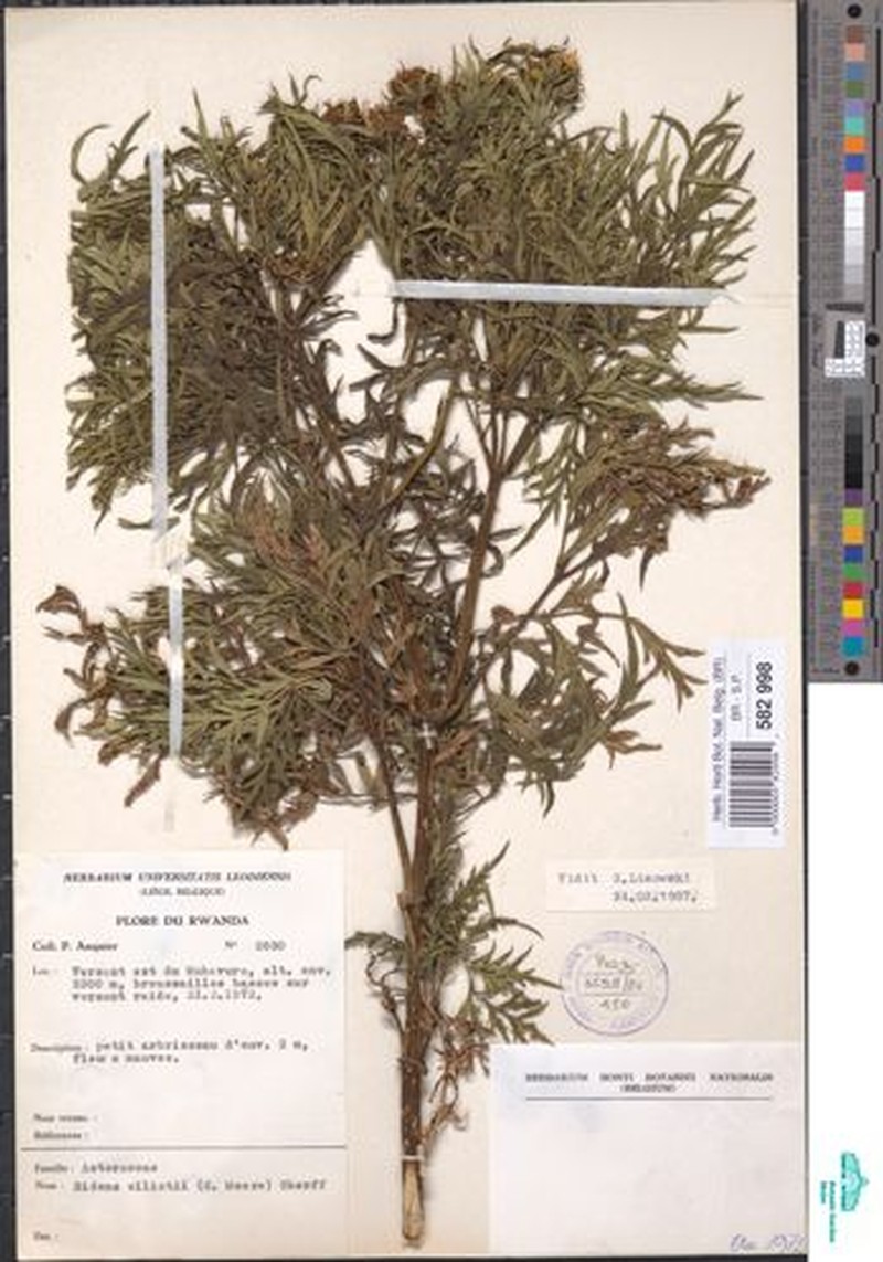 Bidens elliotii photo 2