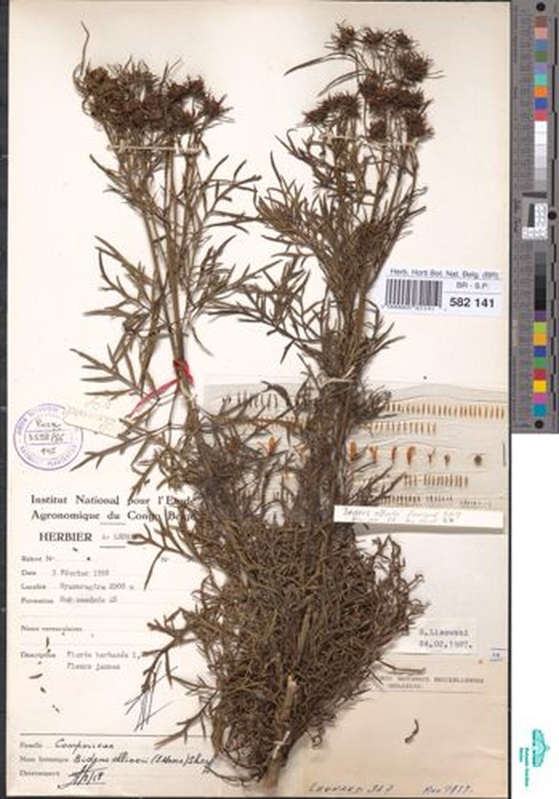 Bidens elliotii photo 3