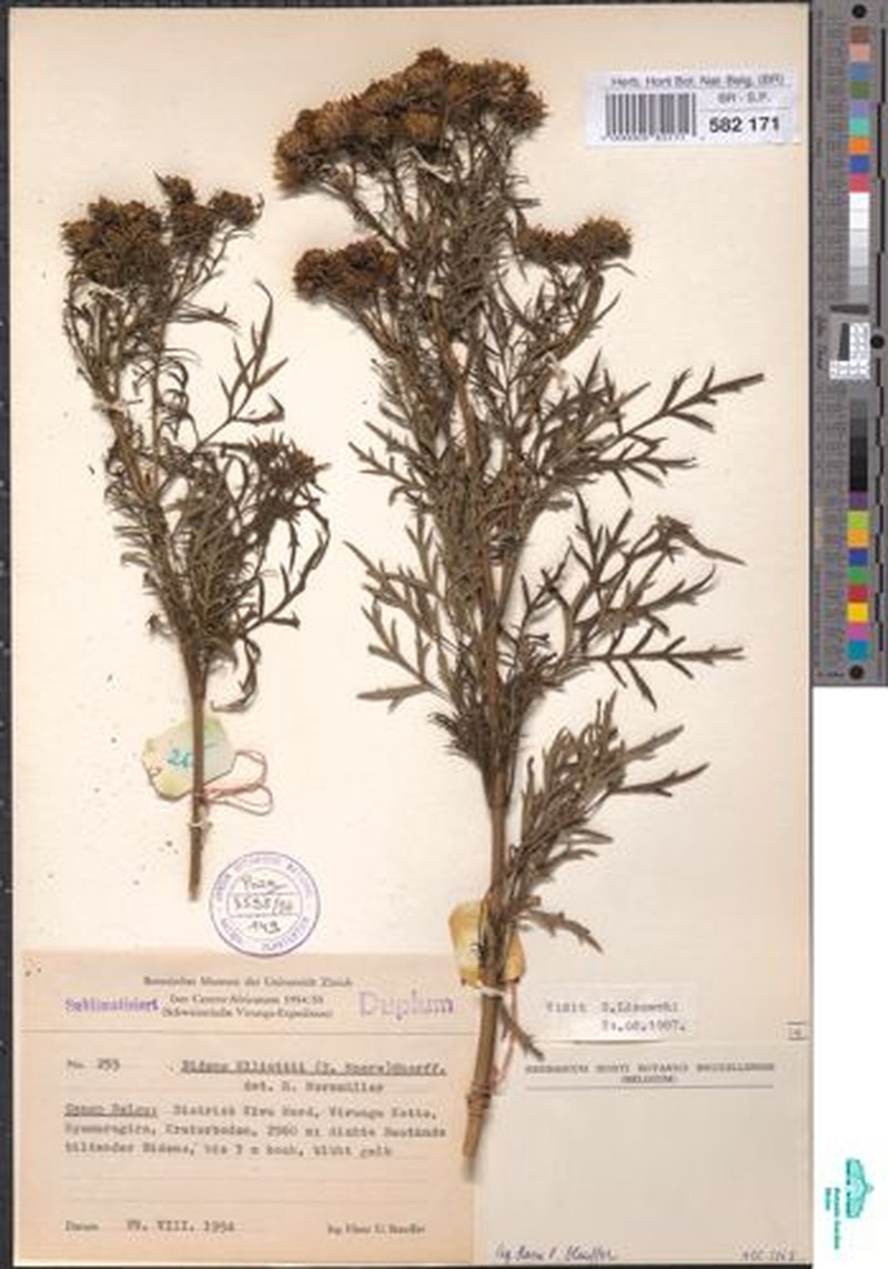 Bidens elliotii photo 4