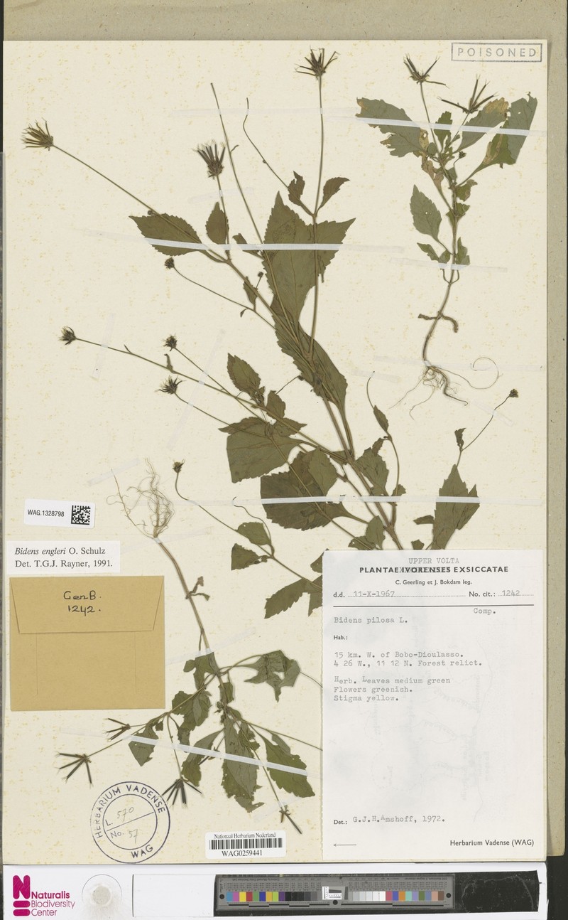 Bidens engleri