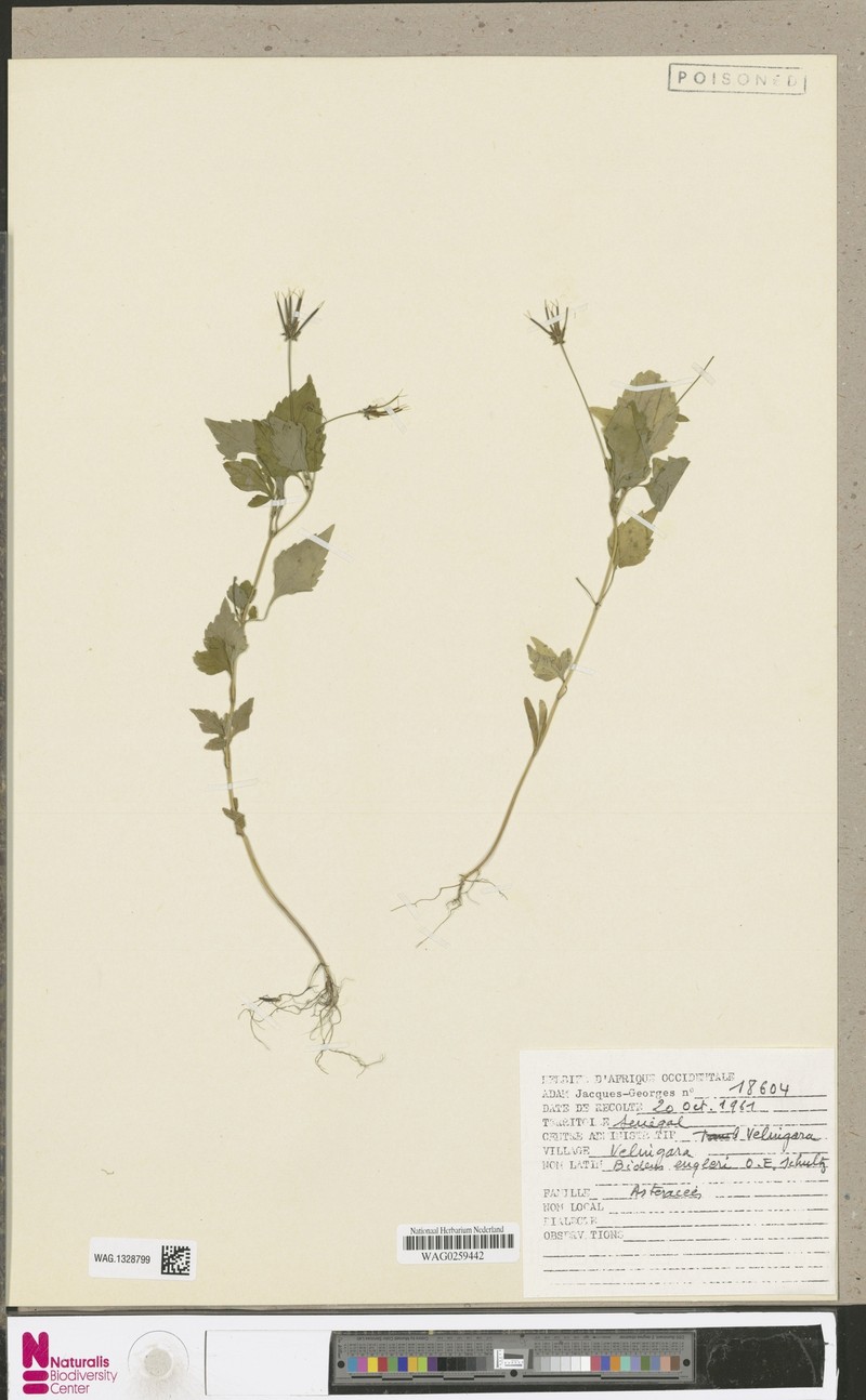 Bidens engleri photo 2