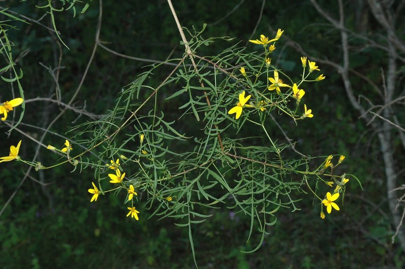 Bidens esmartinezii photo 2