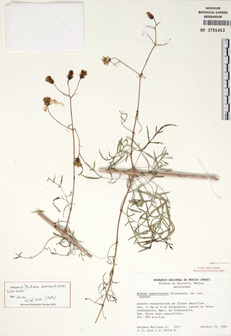 Bidens esmartinezii photo 3