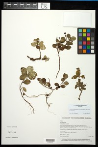 Bidens evapelliana