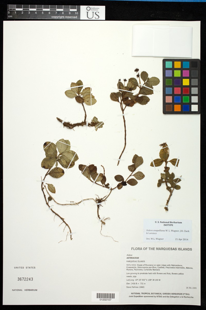 Bidens evapelliana