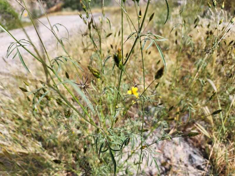 Bidens exigua photo 2
