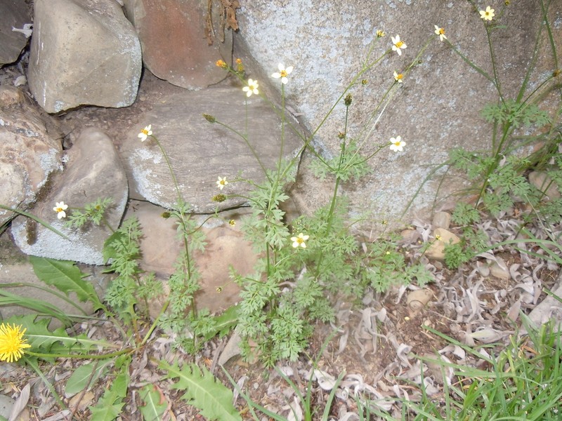 Bidens exigua photo 3