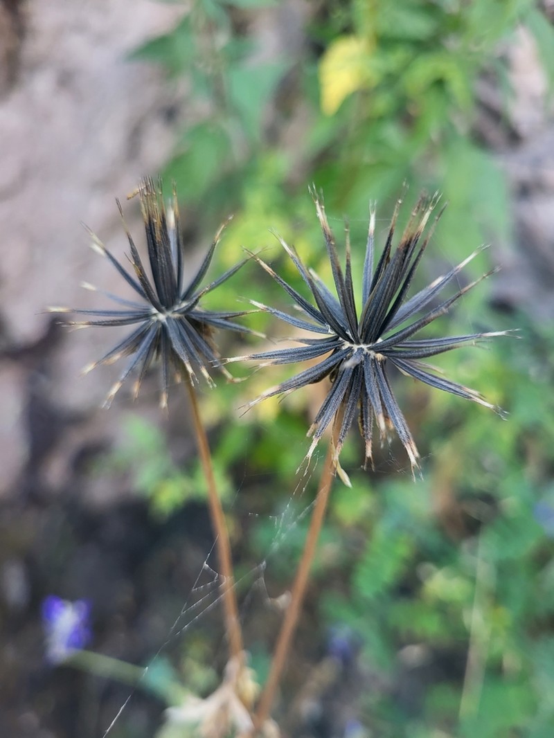 Bidens exigua photo 4