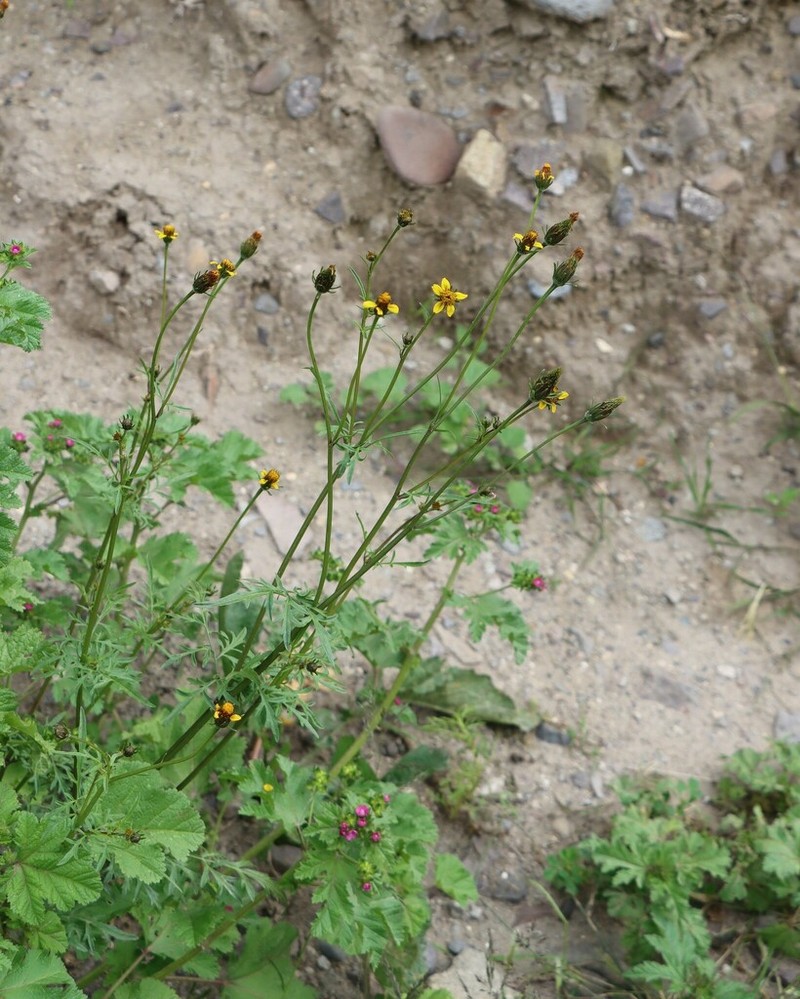 Bidens exigua photo 6