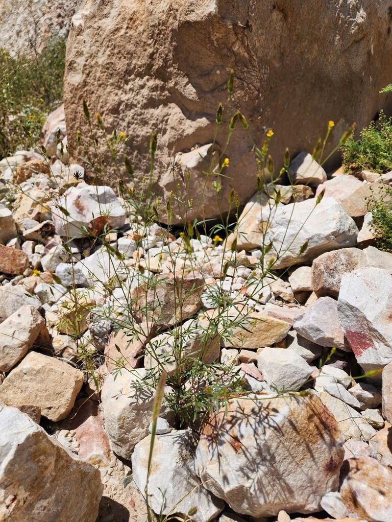 Bidens exigua photo 7