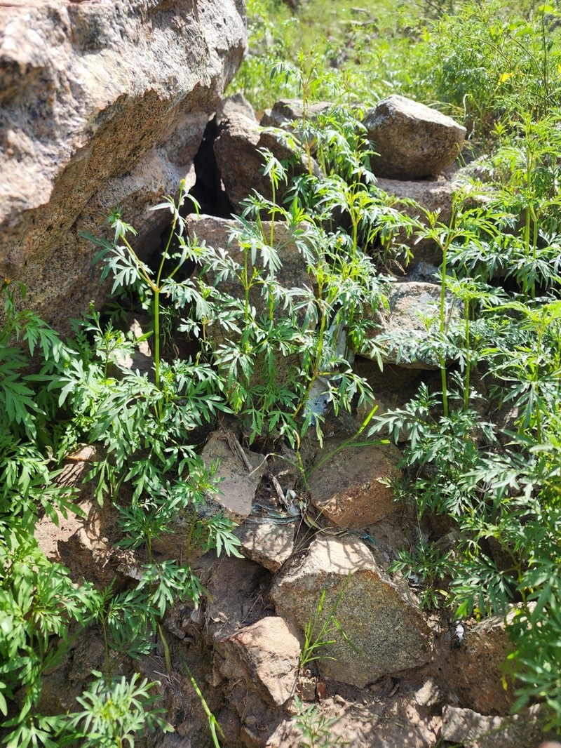 Bidens exigua photo 8