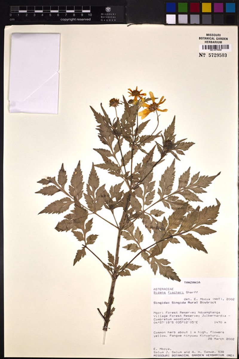 Bidens fischeri