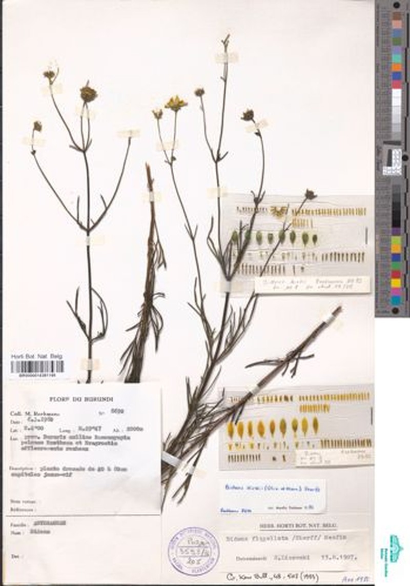Bidens flabellata
