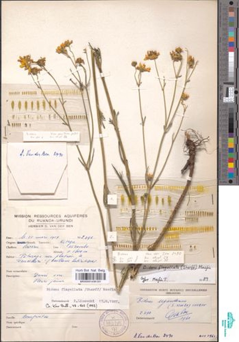 Bidens flabellata photo 2