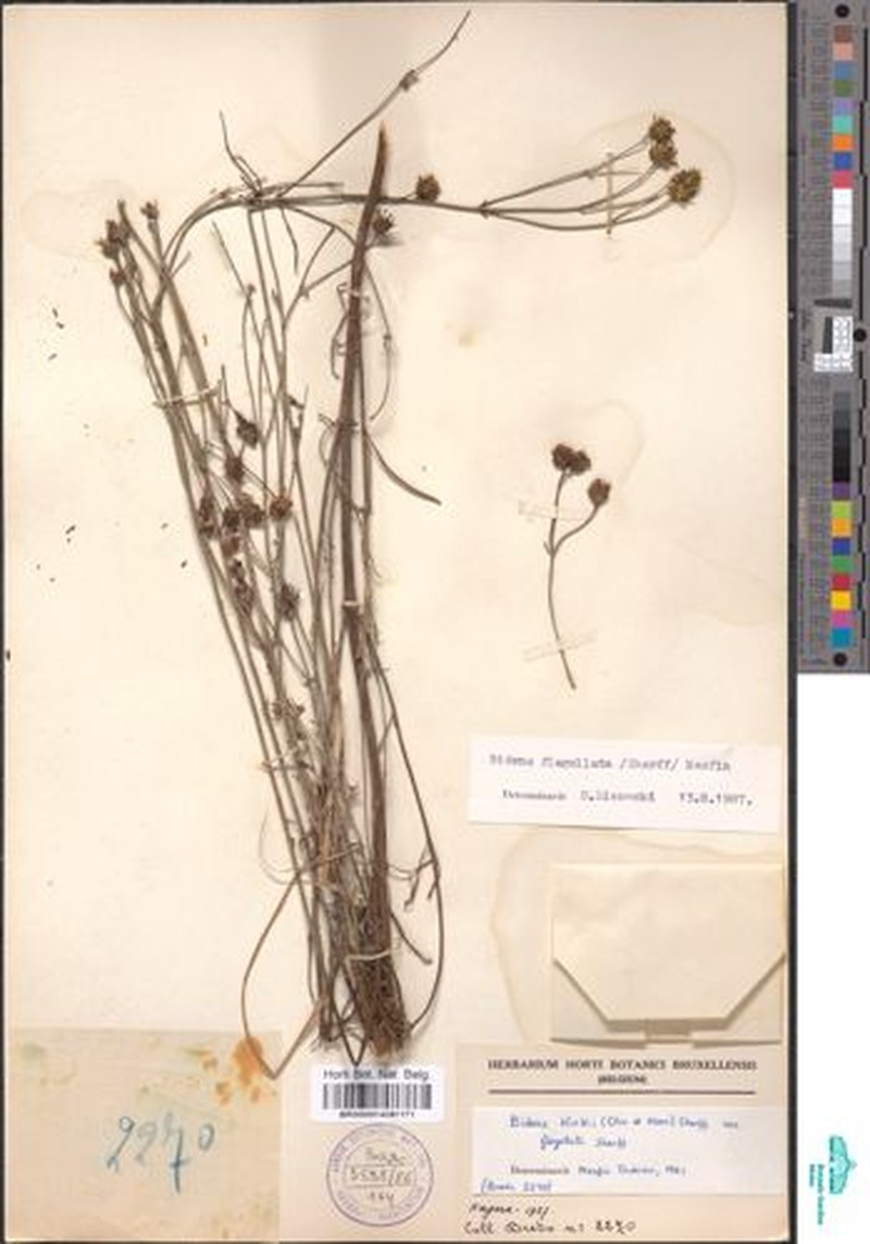 Bidens flabellata photo 3