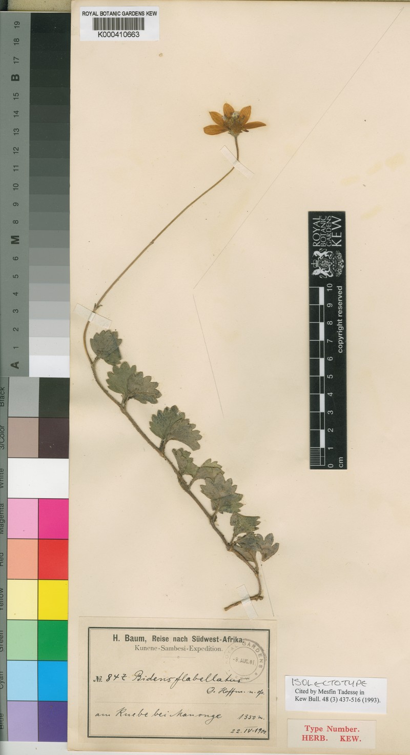 Bidens flabellata photo 4