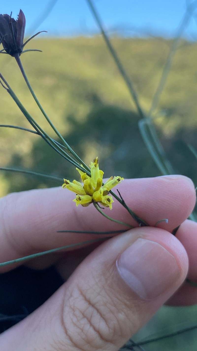 Bidens flagellaris photo 2