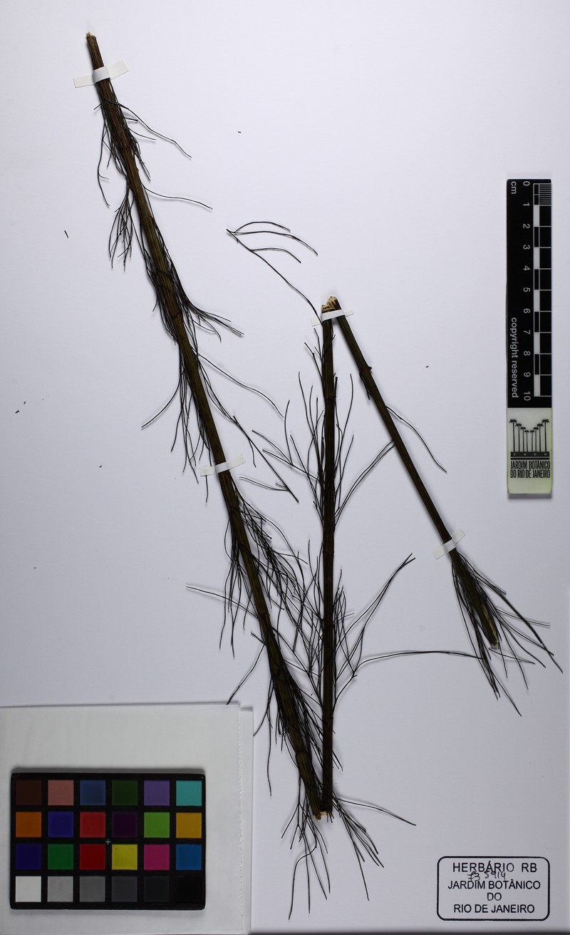 Bidens flagellaris photo 3