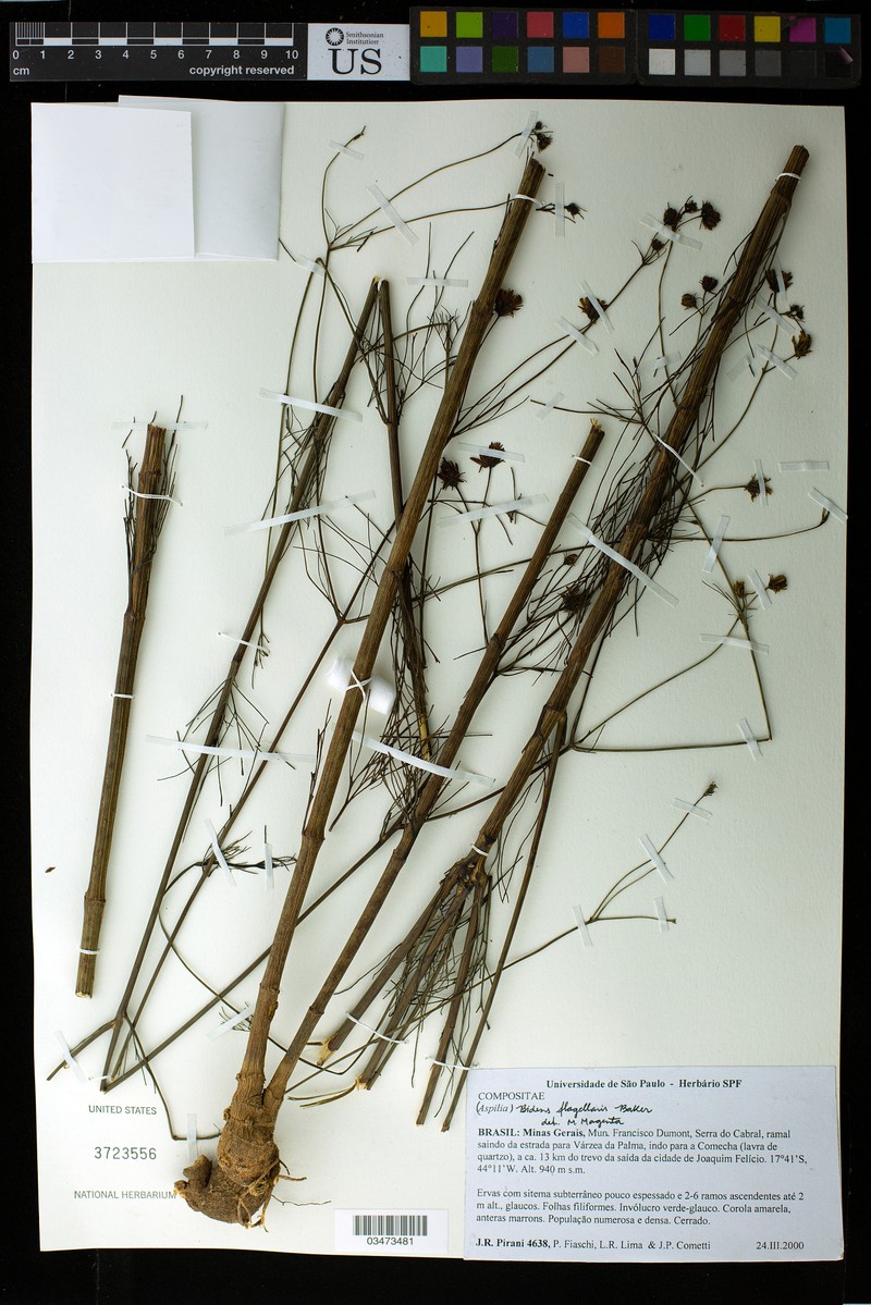 Bidens flagellaris photo 4