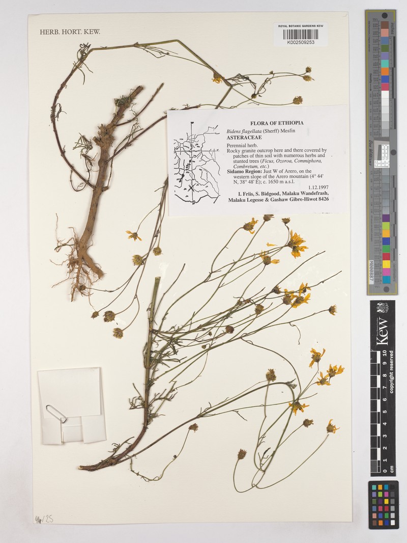 Bidens flagellaris photo 5