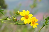 Bidens flagellata