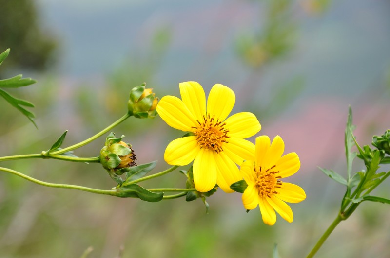 Bidens flagellata photo 2