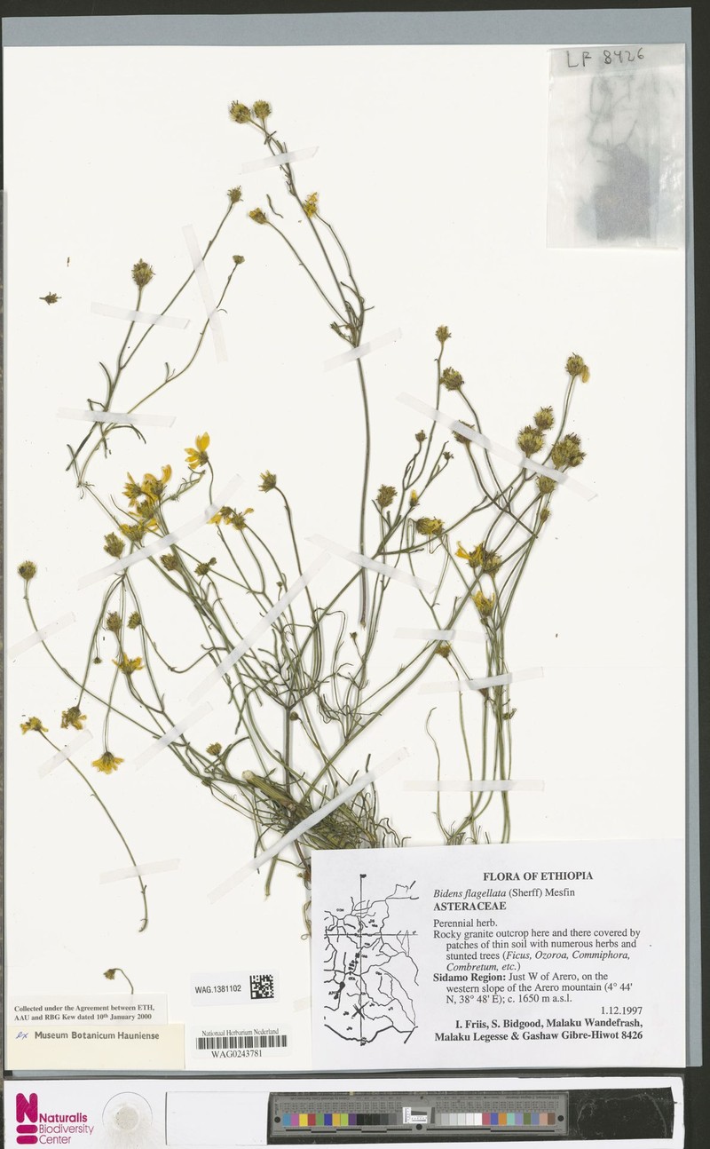 Bidens flagellata photo 3