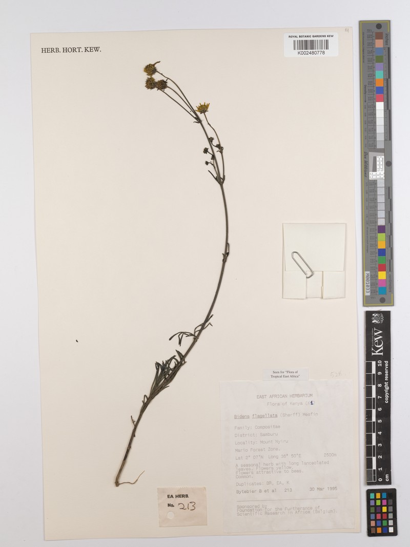 Bidens flagellata photo 4