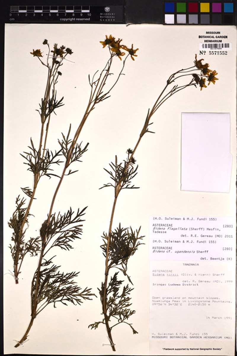 Bidens flagellata photo 5