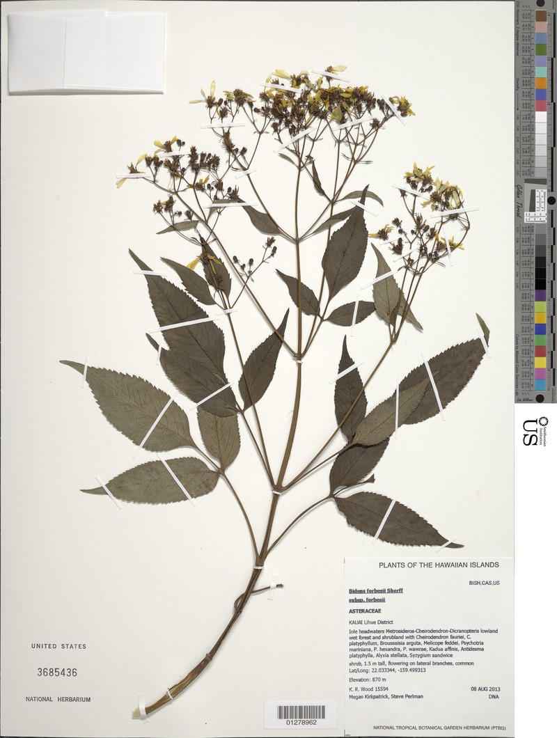 Bidens forbesii subsp. forbesii