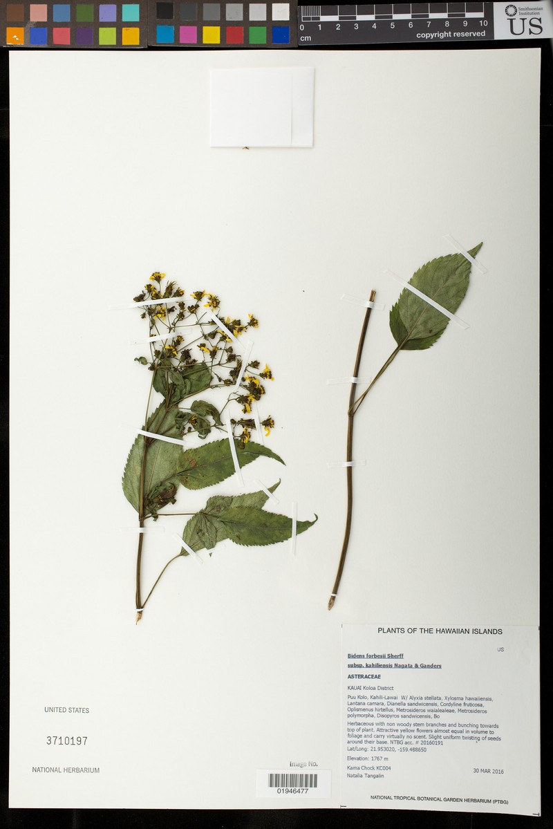 Bidens forbesii subsp. kahiliensis