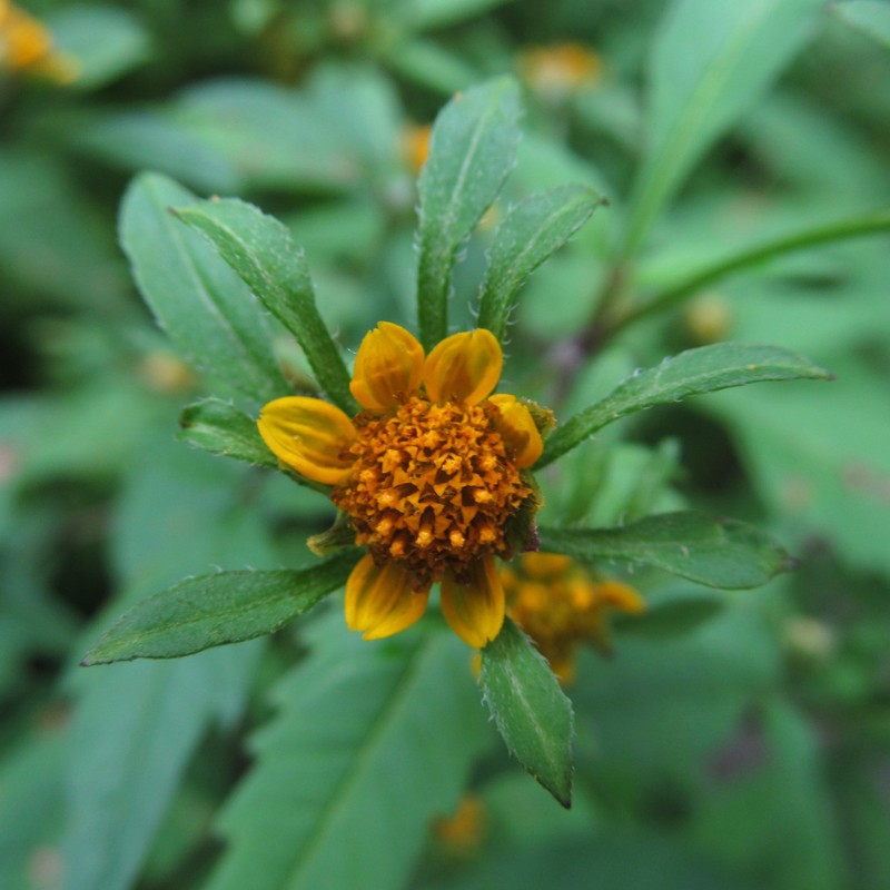 Devil's Beggartick photo 3