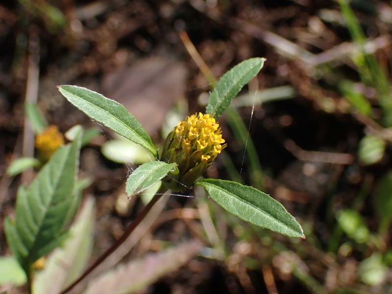 Devil's Beggartick photo 5
