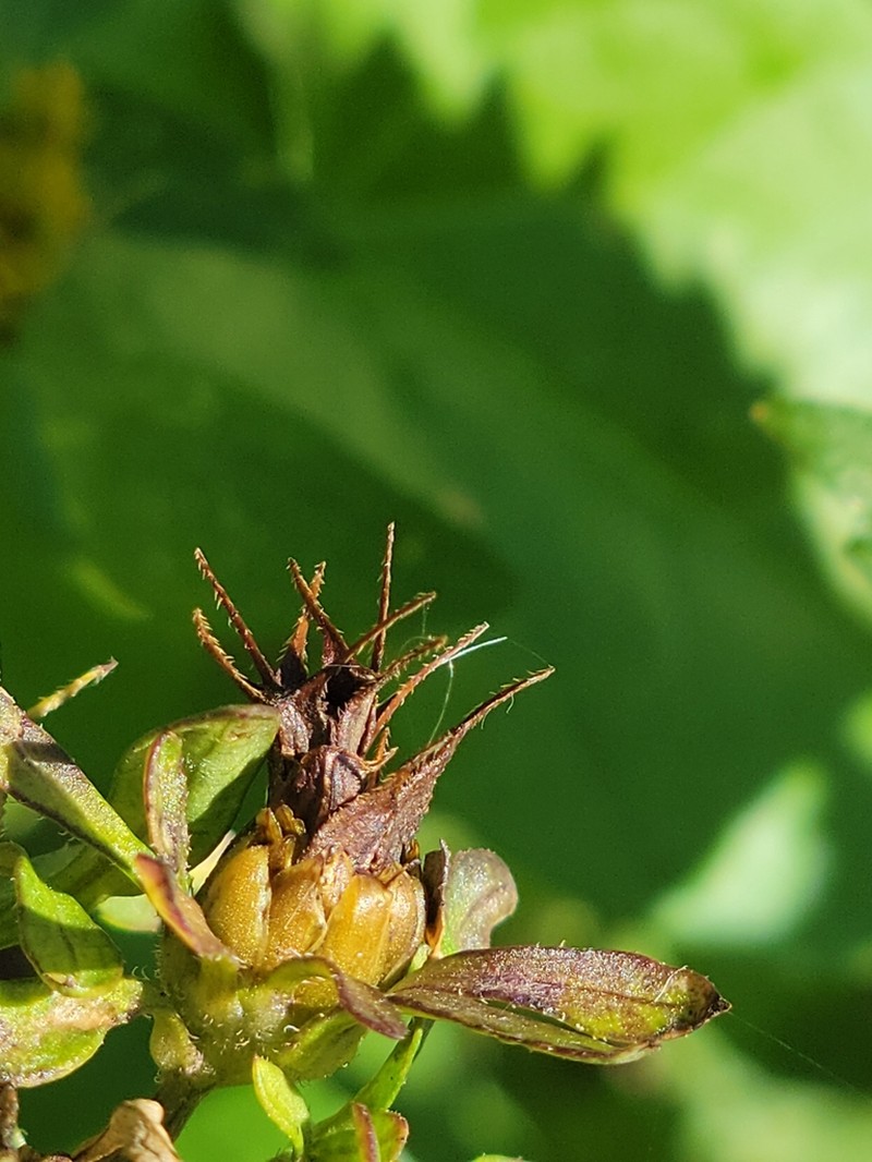 Devil's Beggartick photo 7
