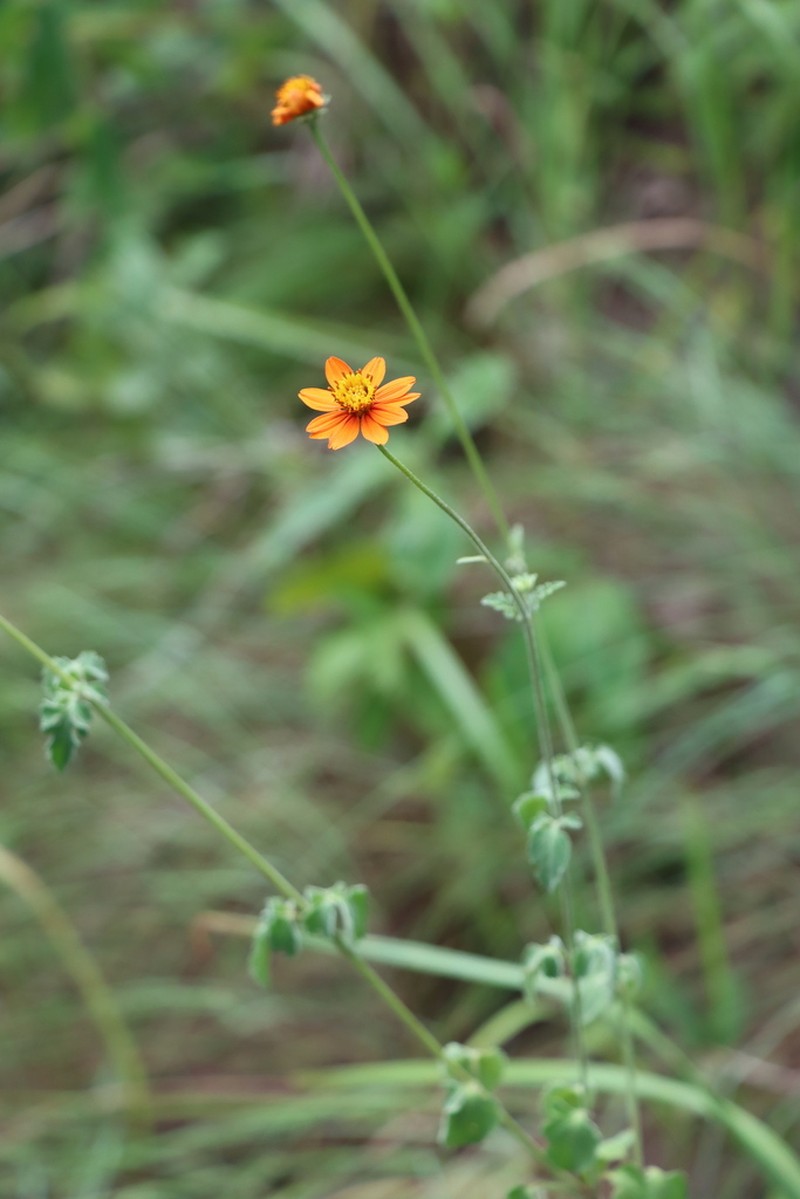 Ridge Beggartick photo 2