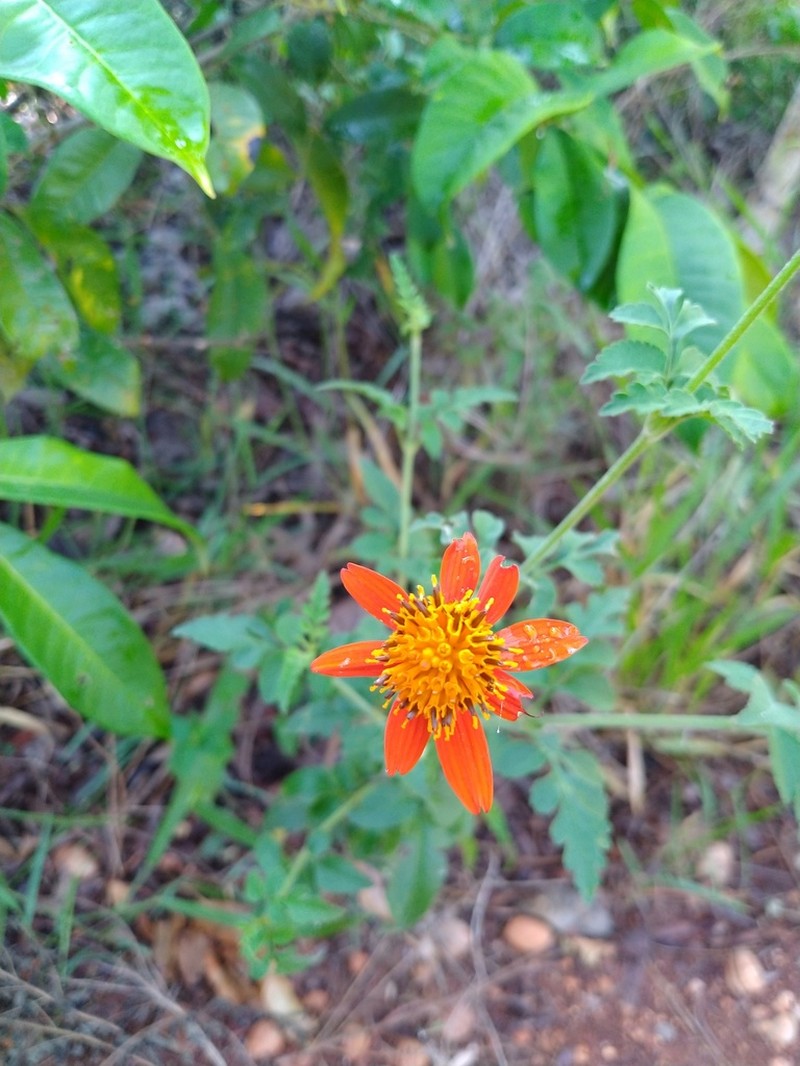 Ridge Beggartick photo 5