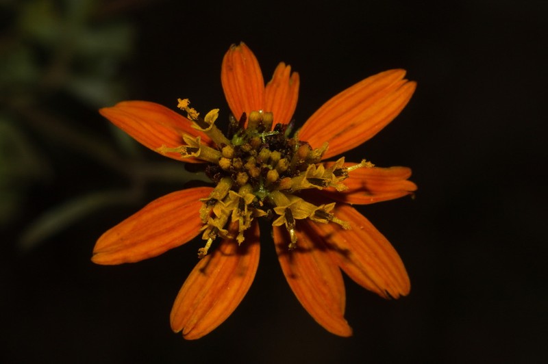 Ridge Beggartick photo 6