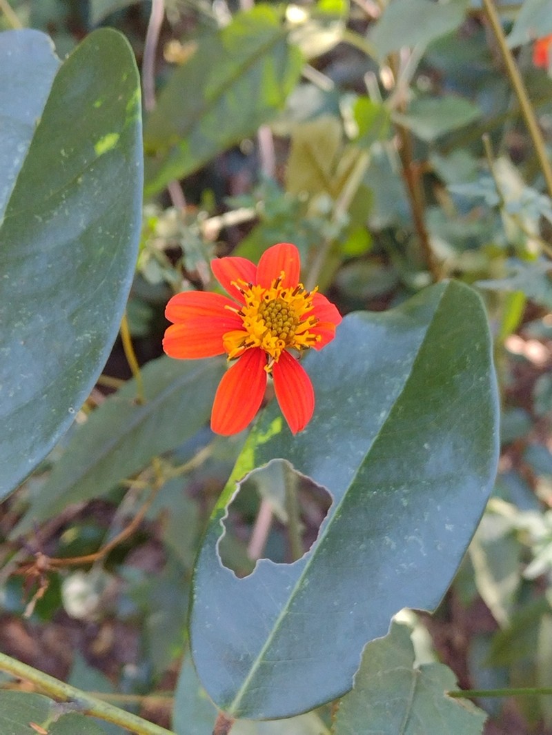 Ridge Beggartick photo 7