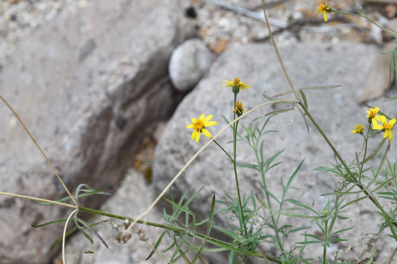 Bidens gentryi photo 2
