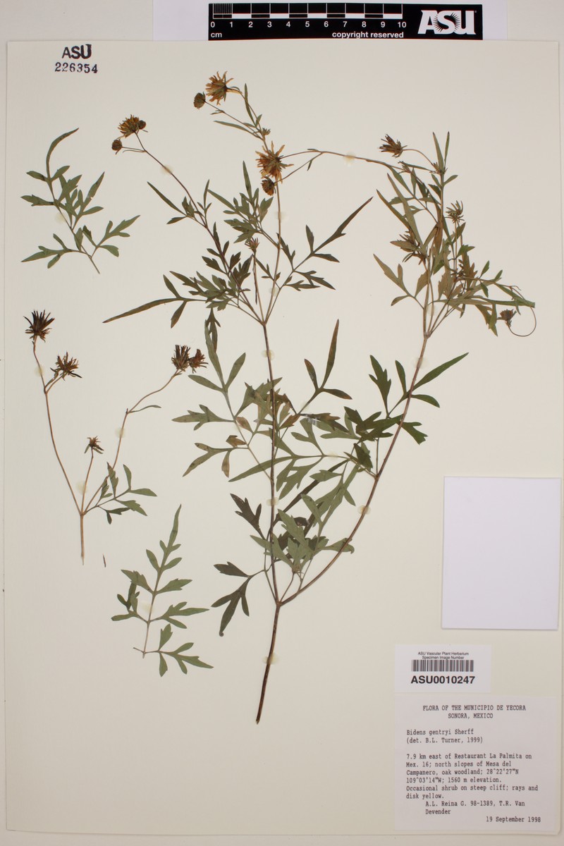 Bidens gentryi photo 3