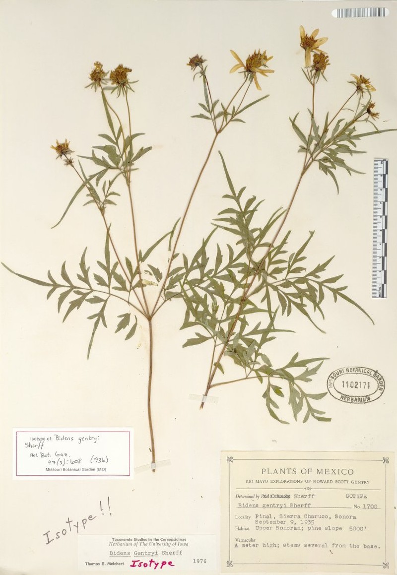 Bidens gentryi photo 4