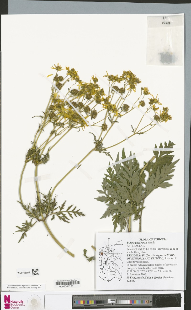 Bidens ghedoensis