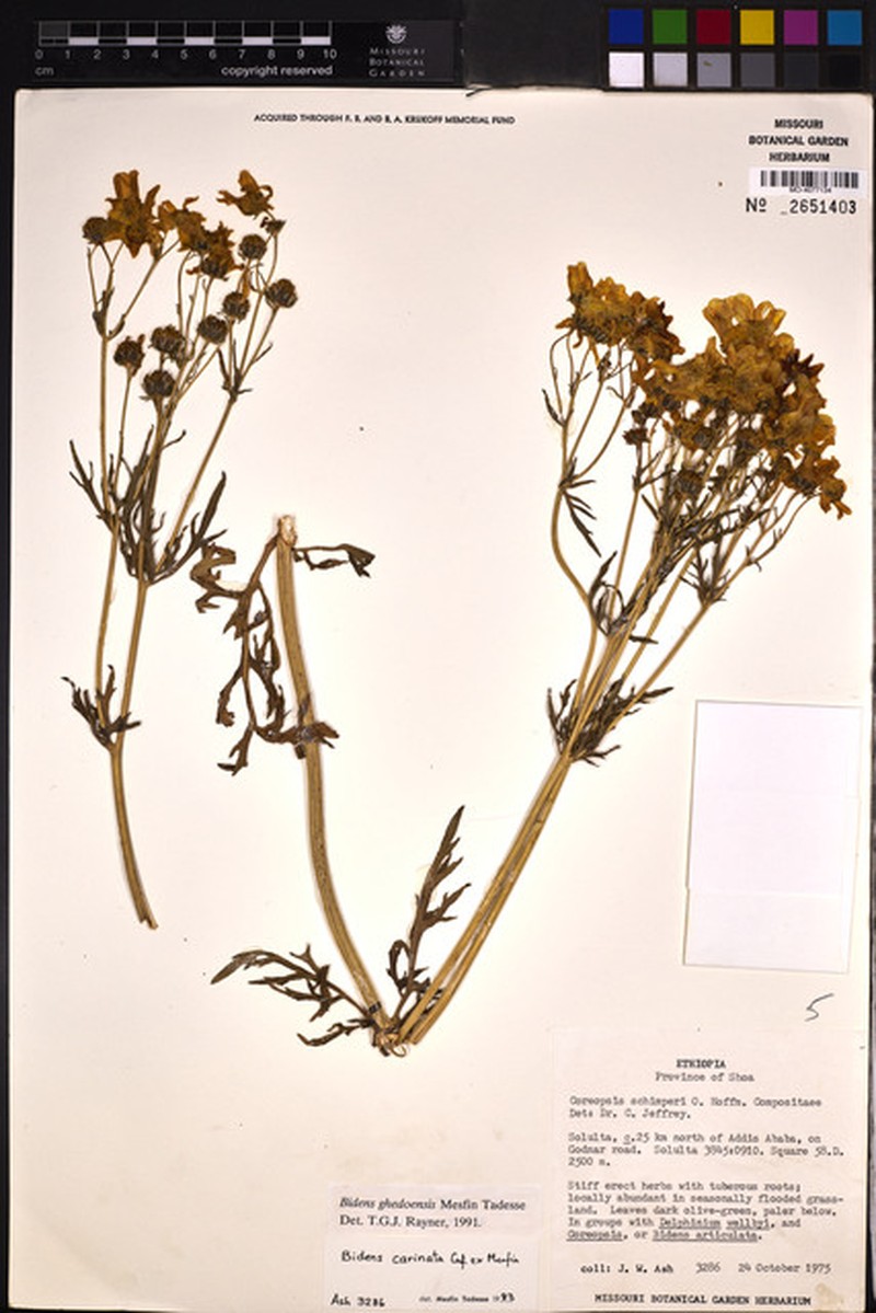 Bidens ghedoensis photo 2