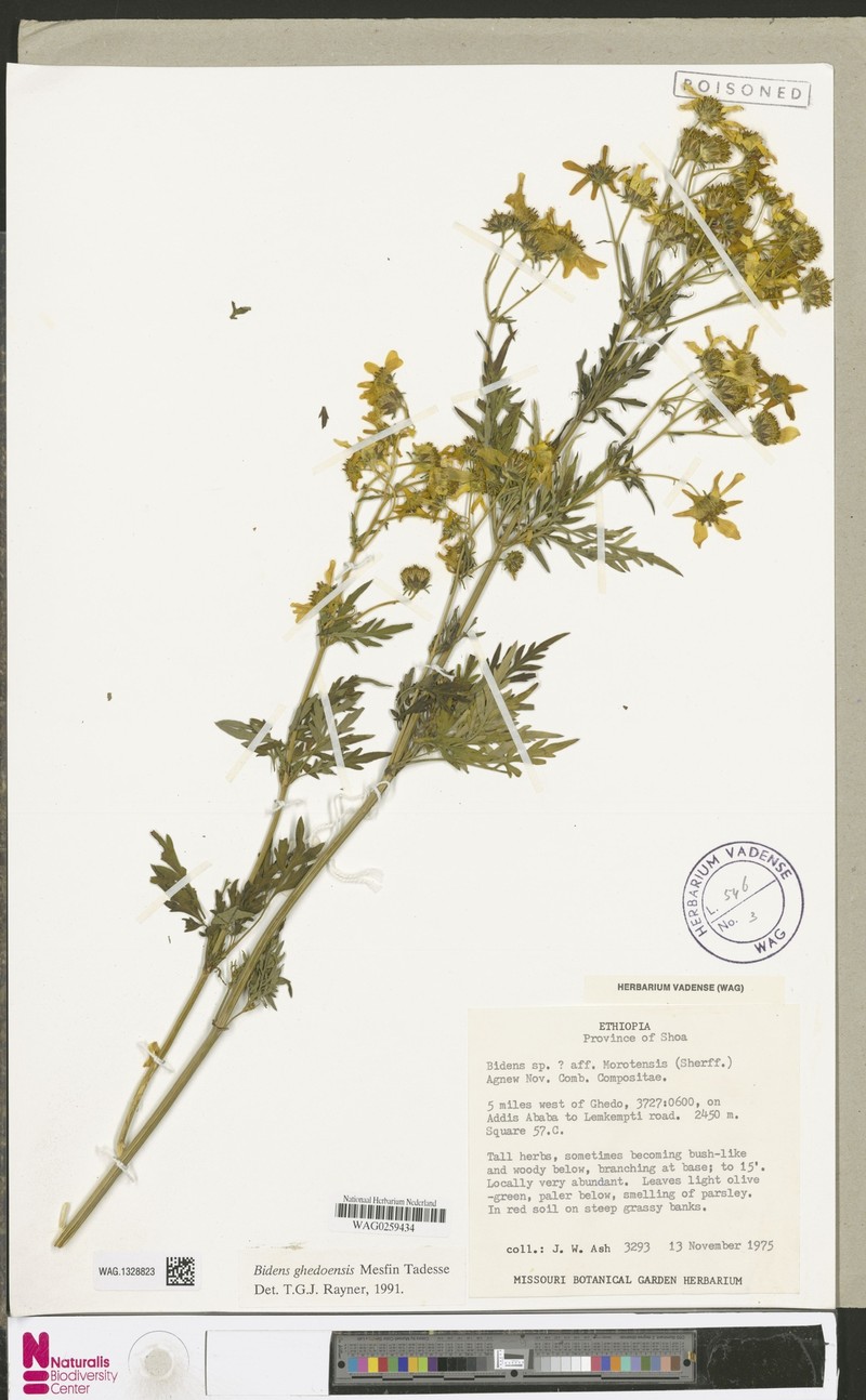 Bidens ghedoensis photo 3
