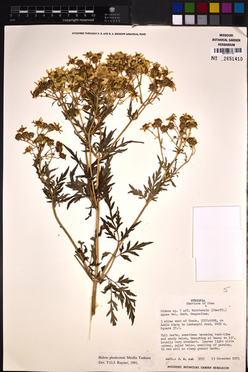 Bidens ghedoensis photo 4