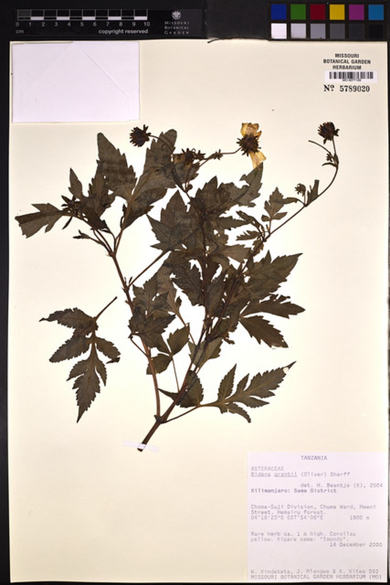 Bidens grantii